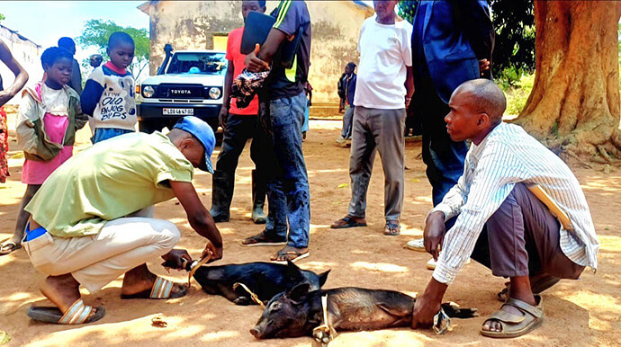 Membros da Igreja Metodista Unida de Jirica amarram seus suínos para facilitar a transportação no ombro por falta de transporte. Foto de João Nhanga, Notícias MU.