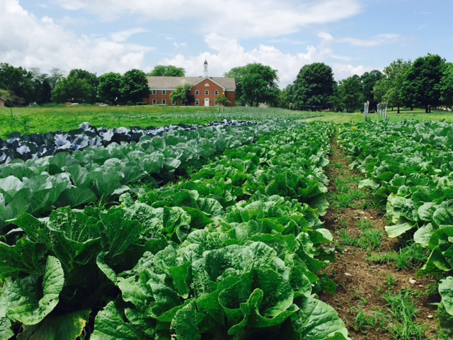 Rows of green lettuces and vegetable at Seminary Hill Farm at Methodist Theological School in Columbus, Ohio. Photo by Reasa Currier.