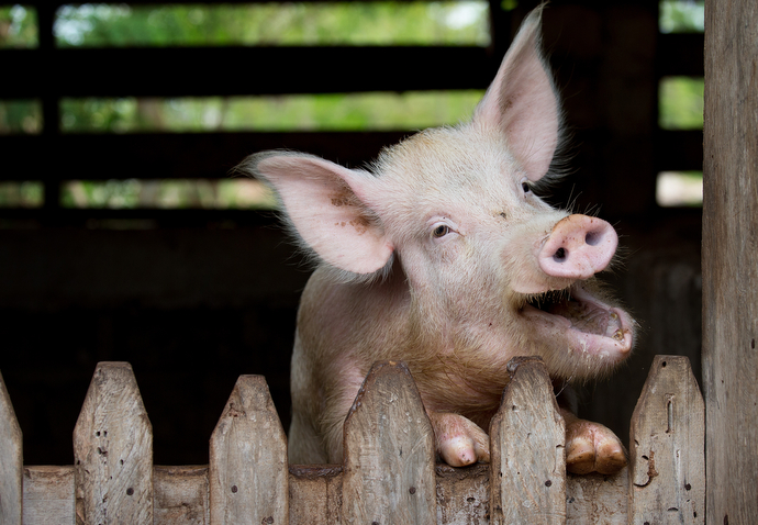 A pig looks out over the top of its enclosure during mealtime at the United Methodist Ganta Mission Station in Ganta, Liberia. The pigs are sold for meat, and as breeder stock for churches looking to start their own pig-raising endeavors. Photo by Mike DuBose, UMNS.