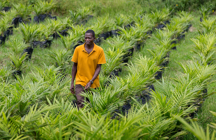 Peter Gomah checks on the health of seedlings in the oil palm nursery at the United Methodist Ganta Mission Station in Ganta, Liberia. “Palm is a great crop because nothing goes to waste,” Gomah said. “The nuts are roasted and pressed for oil. The leftover chaff is used as feed, burned to boil the oil for cooking or mixed with manure to fertilize crops.” Photo by Mike DuBose, UMNS.