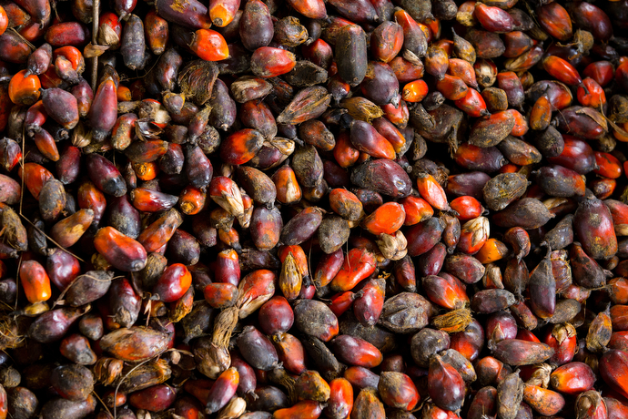 Palm nuts are readied for processing at the United Methodist Ganta Mission Station in Ganta, Liberia. Photo by Mike DuBose, UMNS.