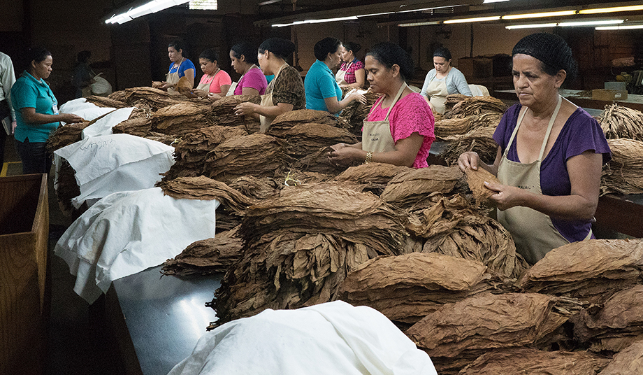 Most of the employees at the Tabacos de Oriente cigar factory in Danlí, Honduras, are women. After the tobacco leaves are cured, they are sorted by color and size. Photo by Kathy L. Gilbert, UMNS.