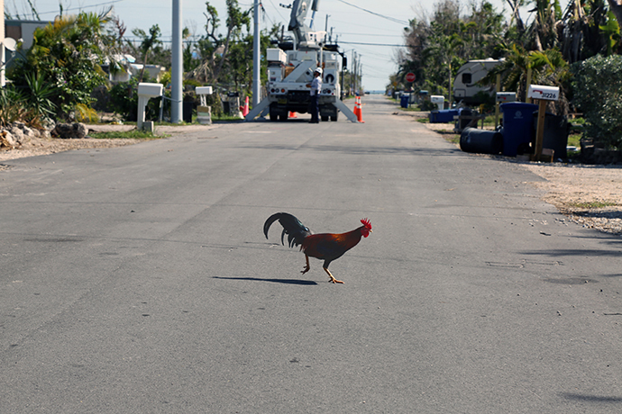 A rooster crosses the road to get to the other side of its neighborhood in Big Pine Key, Fla. Five months after Hurricane Irma, Big Pine is still littered with debris and damaged homes. Photo by Deborah Coble, Florida Conference.