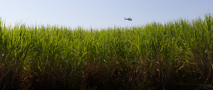 A helicopter from U.S. Customs and Border Protection's Air and Marine Operations agency flies over a sugar cane field where people who crossed into the United States illegally are hiding along the Rio Grande near McAllen. Photo by Mike DuBose, UMNS.