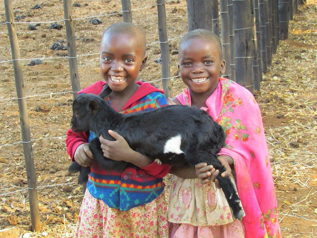 Orphan children receive a goat as part of a project in Mahenye, Zimbabwe. The recipients must return the first female progeny from their goat to the project, which is then given to a new orphan. The program is one of many self-help projects for disadvantaged communities in Zimbabwe funded by three Florida United Methodist churches. Photo by Chenayi Kumuterera, UMNS. 