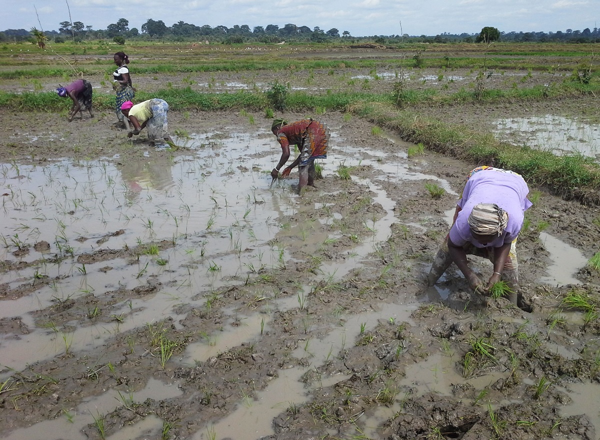 Des femmes travaillent dans une rizière dans le cadre d'un projet agricole dans la région épiscopale de Côte d'Ivoire. Le projet est soutenu par l'UMCOR et encouragé par l'évêque Benjamin Boni. Photo avec l'aimable autorisation de Yves Dirabou.