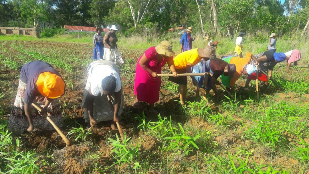Women weed a cowpeas field at United Methodist Old Mutare Mission Center in Mutare, Zimbabwe. More than 50 women produce cowpeas for the local market as part of a local United Methodist Women project. Photo by Kudzai Chingwe, UMNS.