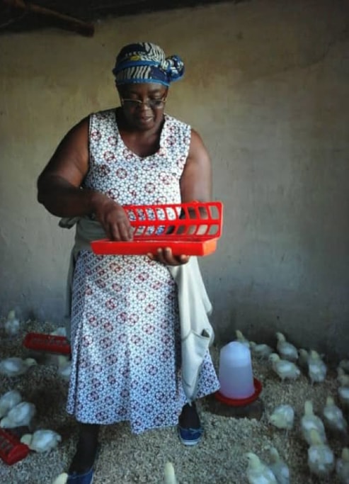 Irene Chitere tends to baby chicks in Marange, Zimbabwe. Fifty women and girls received chicks as part of an UMCOR-funded farming project. Photo by Kudzai Chingwe, UMNS.