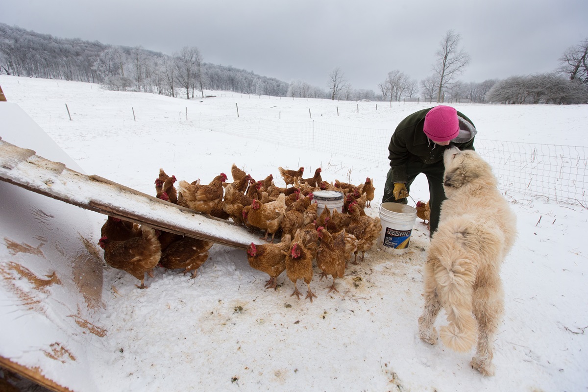 Andy, un adicto en recuperación, recibe un beso de Tundra el perro guardián, mientras alimenta pollos en la granja Brookside, que forma parte del programa de rehabilitación Escalera de Jacob en Aurora, Virginia Occidental. Foto: Mike Dubose, Noticias MU.