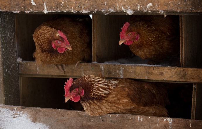 Chickens huddle in their coop during icy weather at Brookside Farm. “I connect with nature working on the farm and interacting with the animals,” said one resident. “The longer I’m here, the more I appreciate it.” Photo by Mike DuBose, UMNS.
