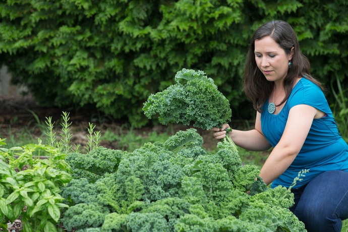 Rachael Porter harvests kale from the community garden at Concord United Methodist Church in Athens, W.Va. Porter, whose husband pastors the church, founded a nonprofit that will aid people in recovery by growing, processing and selling tea. Photo by Mike DuBose, UMNS.