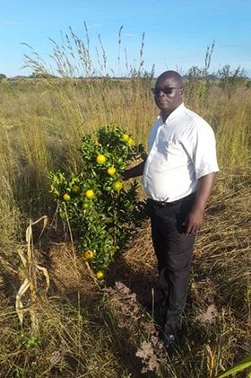 The Rev. Phanuel Razo checks on nartjies (South African tangerines) on his tree farm in the Mashonaland East Province of Zimbabwe. Photo by Chenayi Kumuterera, UMNS.