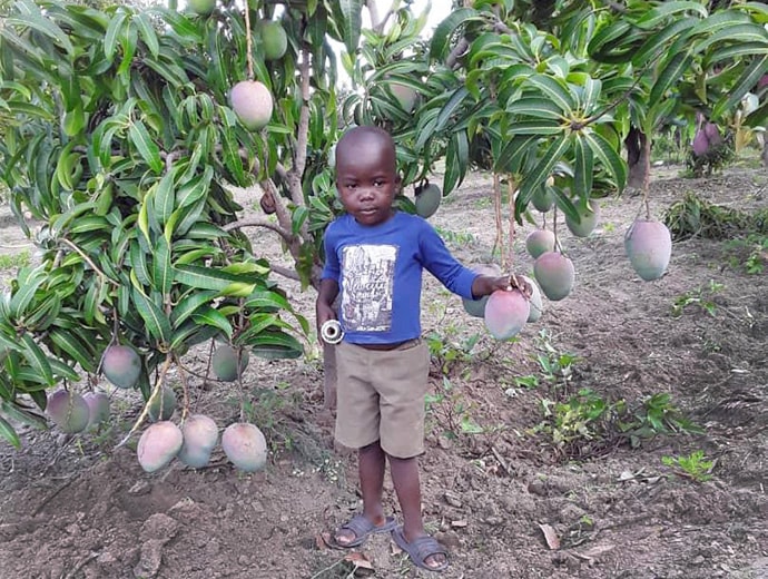 The son of the Rev. Happymore Chipere stands under a mango tree on the family’s tree farm in Mujukuya, Zimbabwe. Photo by Chenayi Kumuterera, UMNS. 