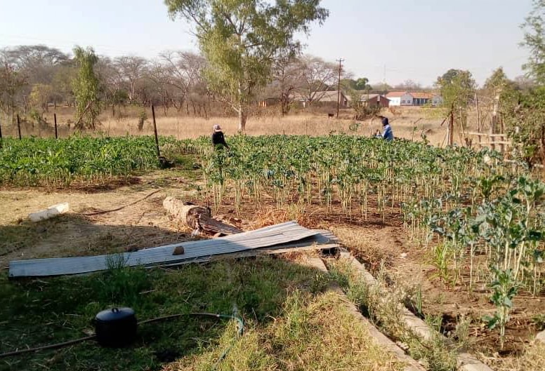 Workers tend to vegetables planted at the Nyadire Mission farm in Nyadire, Zimbabwe. The farm was among six United Methodist properties evaluated during a land audit by the Zimbabwe Episcopal Area. Photo by Chenayi Kumuterera, UM News.