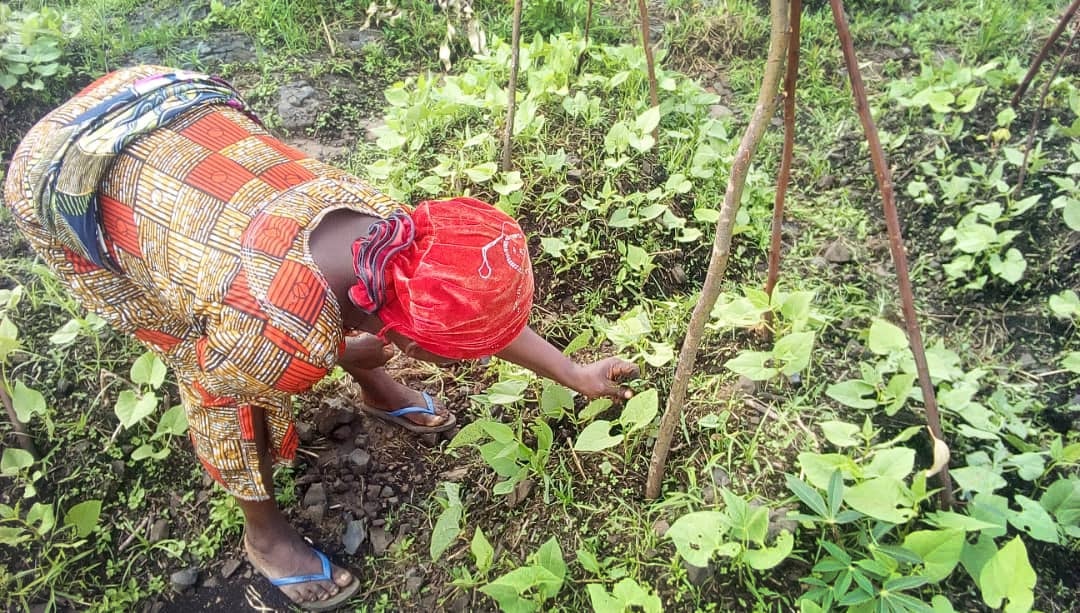 Lusinda Jacqueline, president of United Methodist Women in Bunyakiri, works on bean plants in the fields in Eastern Congo, where women are taking a lead role in fighting hunger through agriculture. Photo by Philippe Kituka Lolonga, UM News.
