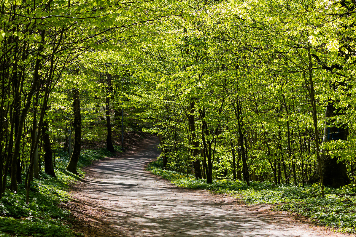 Le vert est la couleur de la Saison après l'Épiphanie. Les lectures de cette saison offrent deux voies distinctes à suivre. Photo par Susanne Nilsson, Flickr, Creative Commons.