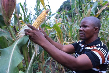 Mwinyi Taluhumbu, president of United Methodist Men in Eastern Congo, checks the corn in a field cultivated by the men’s group. The crop is providing cornmeal for pastors from United Methodist urban churches who are struggling amid the coronavirus confinement. Photo by Chadrack Tambwe Londe, UM News. Mwinyi Taluhumbu, president of United Methodist Men in Eastern Congo, checks the corn in a field cultivated by the men’s group. The crop is providing cornmeal for pastors from United Methodist urban churches who are struggling amid the coronavirus confinement. Photo by Chadrack Tambwe Londe, UM News.