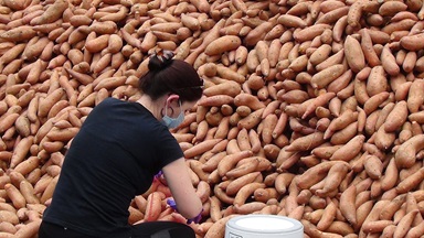 Volunteer Elyssa Bollinger packages gleaned sweet potatoes for distribution to local residents and for delivery to shut-ins during a socially distanced Society of St. Andrew “potato drop” at First United Methodist Church in Mt. Olive, N.C., where Bollinger is a member. Most of the loose potatoes were placed into pick-up trucks bound for feeding agencies and church food pantries. Photo by Michael Binger, Society of St. Andrew. Volunteer Elyssa Bollinger packages gleaned sweet potatoes for distribution to local residents and for delivery to shut-ins during a socially distanced Society of St. Andrew “potato drop” at First United Methodist Church in Mt. Olive, N.C., where Bollinger is a member. Most of the loose potatoes were placed into pick-up trucks bound for feeding agencies and church food pantries. Photo by Michael Binger, Society of St. Andrew.