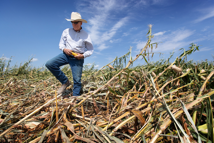 Wayne Blackford surveys the damage to his corn crop caused by a derecho at his farm near Marion, Iowa. Blackford is lay leader of Prairie Chapel United Methodist Church in Marion. Photo by Mike DuBose, UM News.