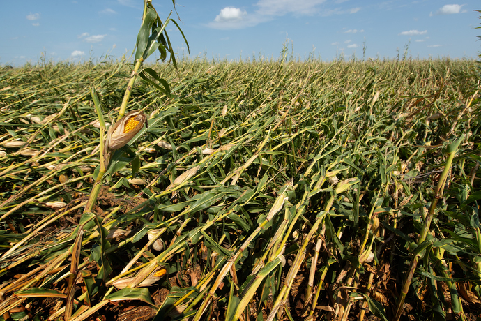 The corn crop at Wayne Blackford’s farm near Marion, Iowa, lies flattened in the field following an Aug. 10 derecho. The downed corn will be more difficult to harvest and is susceptible to rot caused by rainwater. Photo by Mike DuBose, UM News.