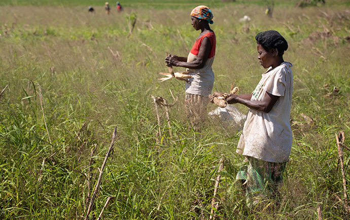 Isabel João (à droite) et Maria Lidia António récupèrent ce qu’elles peuvent de leur récolte de maïs, qui a été tuée avant qu’elle ne mûrisse lorsque leur champ a été inondé par le cyclone Idai à Búzi, au Mozambique, en 2019. Photo de fichier par Mike DuBose, UM News.