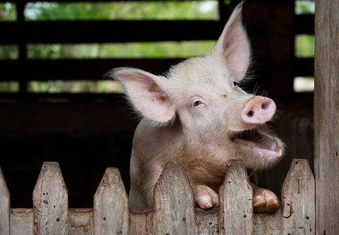 A pig looks out over the top of its enclosure during mealtime at the United Methodist Ganta Mission Station in Ganta, Liberia, in 2017. The pigs are sold for meat, and as breeder stock for churches looking to start their own pig-raising endeavors. Sustainable agriculture in Africa is the goal for a $2 million agricultural fund from Global Ministries honoring the late Bishop John K. Yambasu. File Photo by Mike DuBose, UM News.