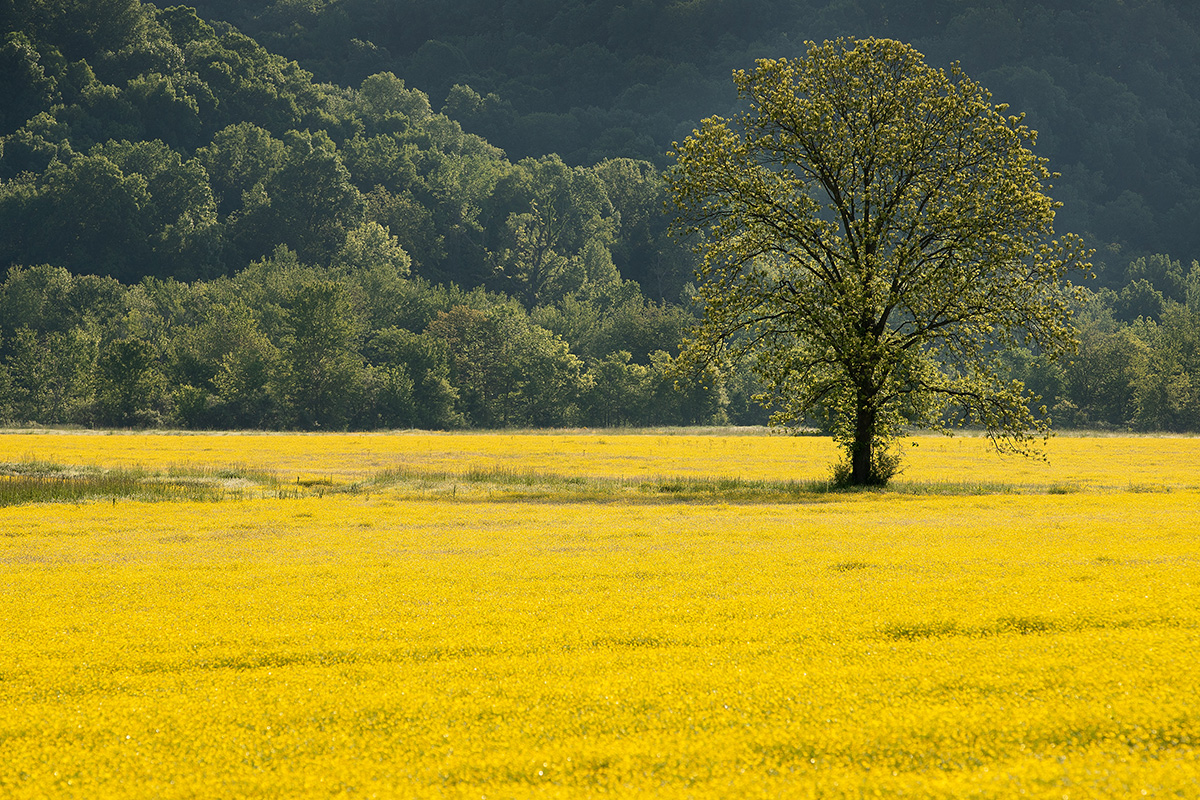 Las flores de primavera en un campo agrícola cerca de Ashland City, estado de  Tennessee. Las agencias de la Iglesia Metodista Unida están comprometidas a lograr cero emisiones netas de gases de efecto invernadero para 2050, un objetivo anunciado el Día de la Tierra. Foto de archivo de Mike DuBose, Noticias MU.
