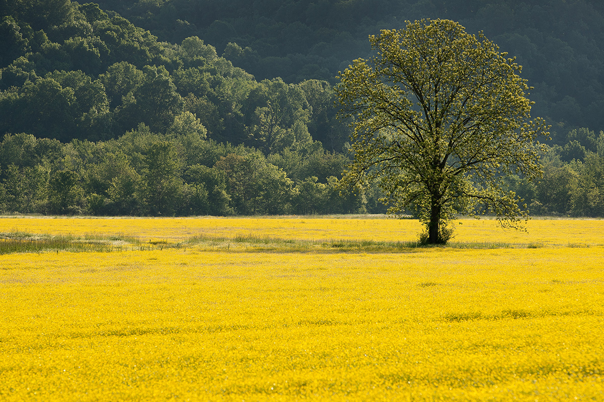 Spring flowers bloom in a farm field near Ashland City, Tenn., in 2020. Agencies of The United Methodist Church are committed to achieving net-zero greenhouse gas emissions by 2050, a goal announced on Earth Day. File photo by Mike DuBose, UM News.