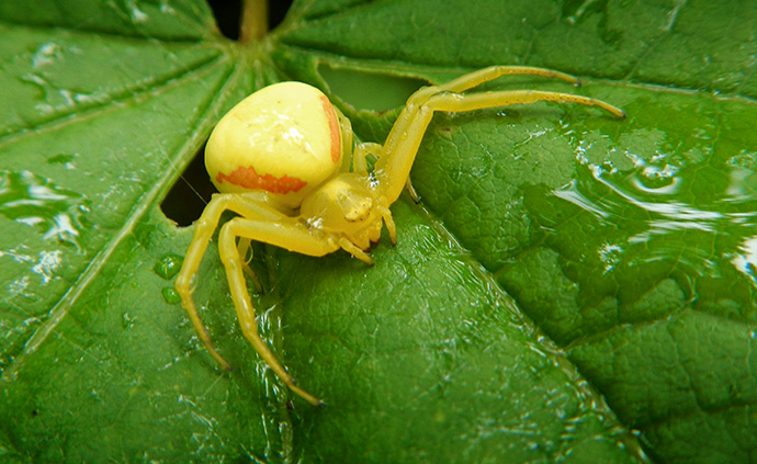 A spider rests on a leaf at the Columbia River Gorge near Cascade Locks, Ore., in 2016. File photo by Mike DuBose, UM News.