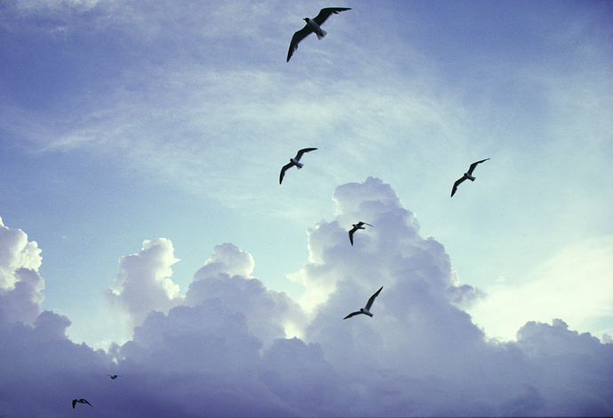Gulls fly across a cloudy sky. Photo by Mike DuBose, UM News.
