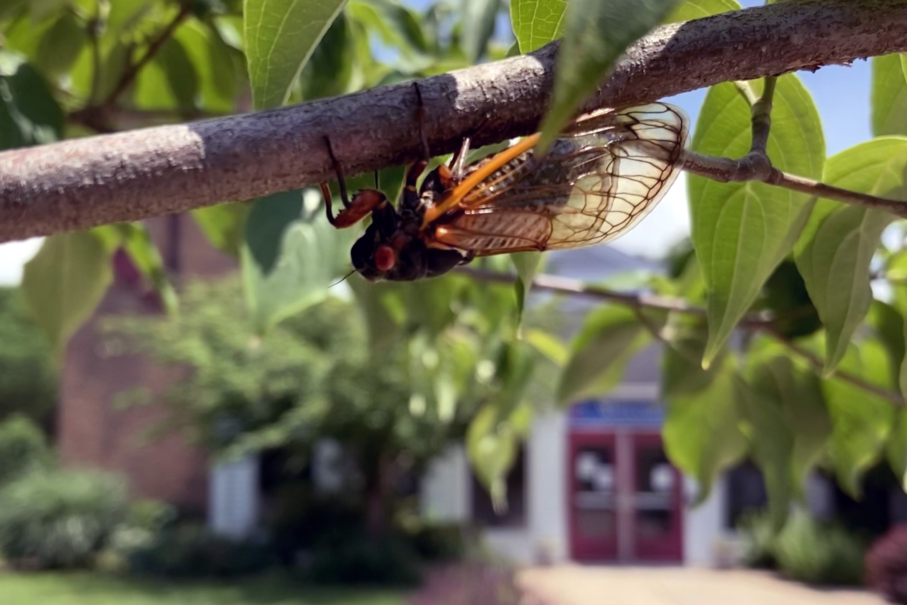 Las cigarras Brood X son actualmente una vista y un sonido común en los terrenos de la Iglesia Metodista Unida Trinidad, en Germantown, Maryland. Al fondo se ve la iglesia. Foto cortesía de la Revda. Bonnie Scott.