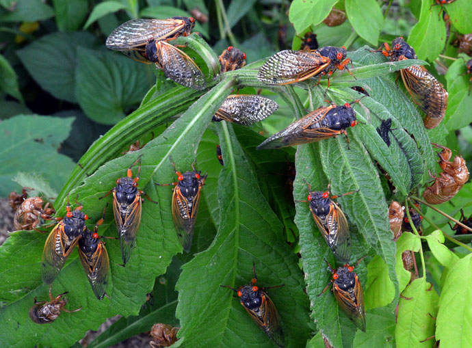 By the billions, Brood X cicadas have emerged in recent weeks in 15 states and the District of Columbia, disrupting various actives including outdoor worship services. Photo courtesy of  Professor Gene Kritsky, Mount St. Joseph University. 