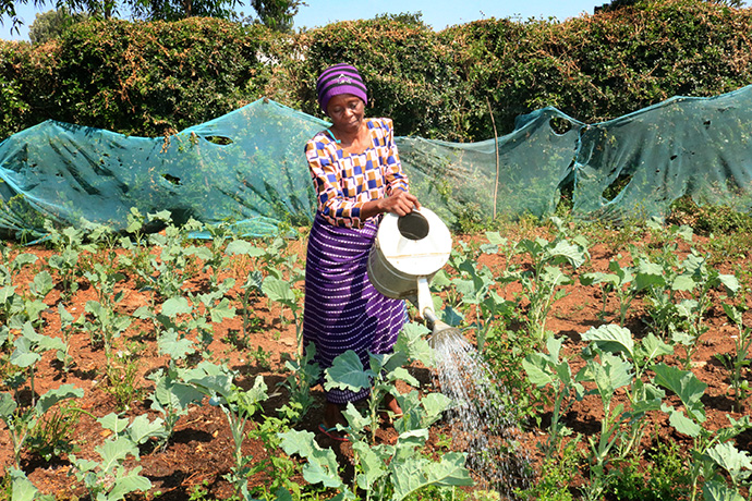 Anna Mashirima waters her vegetable garden near her home in Moheto, Kenya, using water from a well system installed by First United Mehtodist Church in Moheto. Having access to the well water allows her fruit trees and vegetables to thrive, even during drought conditions. Photo by Gad Maiga, UM News. 
