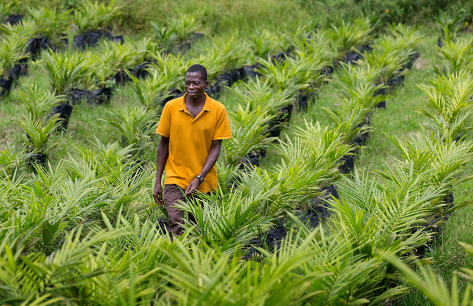 Peter Gomah checks on the health of seedlings in the oil palm nursery at the United Methodist Ganta Mission Station in Ganta, Liberia, in 2017. In honor of the late Bishop John K. Yambasu, the board of United Methodist Global Ministries has approved more than $1.4 million in support of agriculture development in Zimbabwe, Congo, Sierra Leone, Liberia and Tanzania. Yambasu died after a car crash Aug. 16, 2020, in Sierra Leone. File photo by Mike DuBose, UM News.