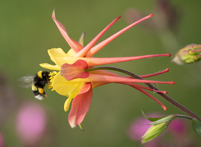 A bumblebee, its legs laden with pollen, draws nectar from an Aquilegia bloom near Glacier View, Alaska. Photo by Mike DuBose, UM News.