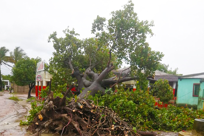 Uma árvore enorme é mostrada arrancada pelo Ciclone Freddy no subúrbio de Milange, Moçambique, na província da Zambézia. O ciclone tropical matou mais de 600 pessoas no Malawi, Moçambique e Madagascar. Foto de Zenaido Castigo.