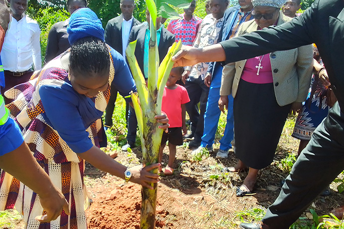 Rosa Jairosse Raradza, administradora distral de Macate, planta uma bananeira no projecto agricola de Macate. Foto de Eurico Gustavo.