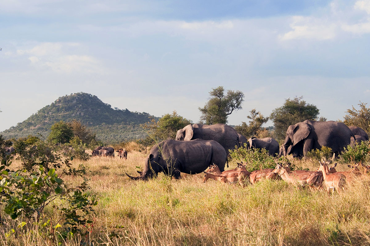 Elephants, impala, rhinos, and wildebeest at Kruger National Park, South Africa, show the diversity of animals on the continent. Photo by Chris Eason, courtesy of Wikimedia Commons.