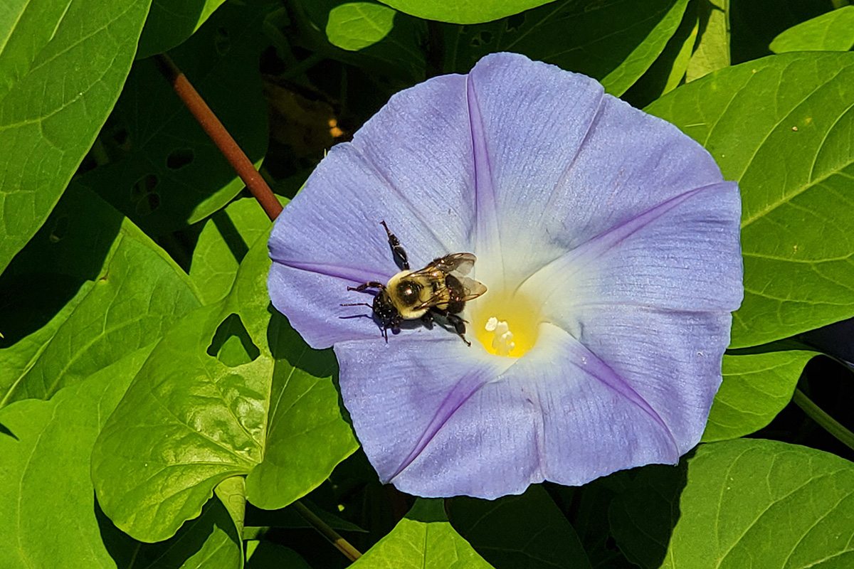 Bees are essential in growing flowers and plants. The process of pollination plays a critical role in maintaining natural plant communities and ensuring production of seeds in most flowering plants. Photo by Laurens Glass, United Methodist Communications.