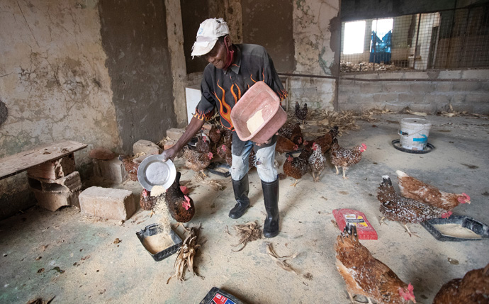 Francisco Julio Alfredo alimenta galinhas na fazenda da Missão de Quéssua, perto de Malanje, Angola. Foto de Mike Dubose, Notícias da MU.