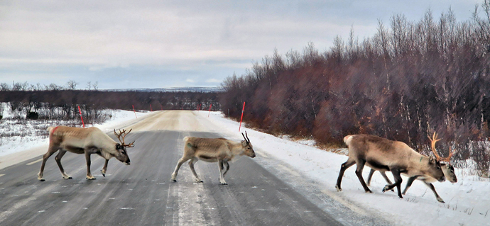 Reindeer cross a road in Norway. For the the Sámi-speaking peoples, semi-nomadic reindeer herding is their best-known means of livelihood. Photo courtesy of Emil Skartveit.