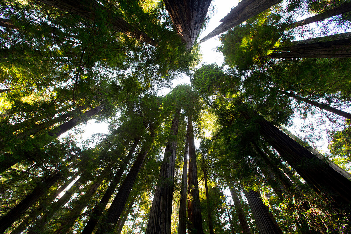 D'anciens séquoias dominent les parcs nationaux et d'État de Redwood près d'Orick, en Californie, en 2017. Photo par Mike DuBose, UM News.