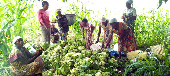 Des femmes de la région du Haut-Plateau à Uvira récoltent des fruits et des légumes dans leurs champs dans le cadre d'un projet agricole géré par l'Église Méthodiste Unie du Congo Est. Photo par Philippe Kituka Lolonga, UM News.