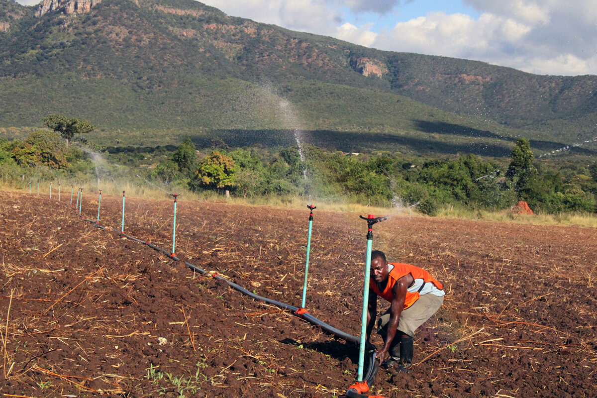 Mushaishi Madzakate, a farmworker at Mutambara Mission, irrigates a bean field at the United Methodist mission farm in Mutambara, Zimbabwe. Farms with irrigation systems have fared better during the El Niño-induced drought in the country, which has left millions facing hunger and starvation. Photo by Kudzai Chingwe, UM News. 