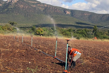 Mushaishi Madzakate, a farmworker at Mutambara Mission, irrigates a bean field at the United Methodist mission farm in Mutambara, Zimbabwe. Farms with irrigation systems have fared better during the El Niño-induced drought in the country, which has left millions facing hunger and starvation. Photo by Kudzai Chingwe, UM News. 