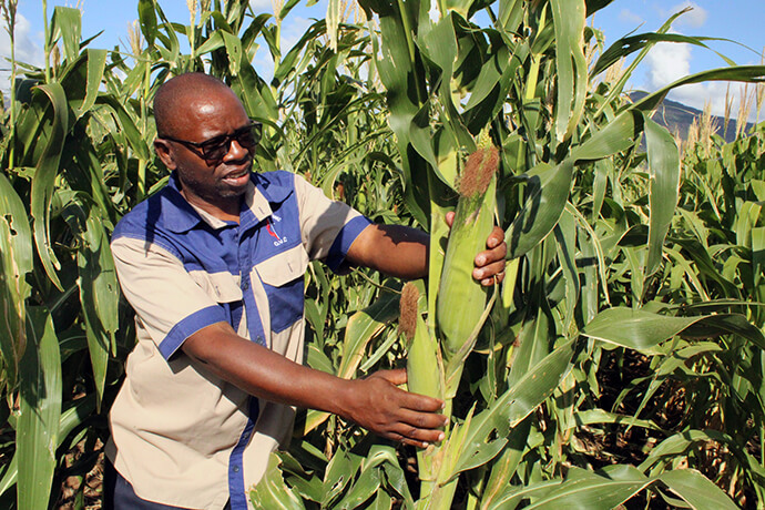 Le révérend Barnabas Gwature, président de la station de la mission de Mutambara, montre la "double coupe" du maïs dans son champ à la ferme de la mission de l'église à Mutambara, au Zimbabwe. L'irrigation a joué un rôle essentiel dans l'atténuation des effets de la sécheresse induite par El Niño dans la région. Photo par Kudzai Chingwe, UM News.