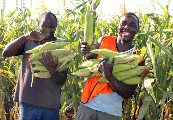 Les travailleurs agricoles Precious Nduna et Mushaishi Madzakate montrent leur récolte à la ferme de la Mission Mutambara au Zimbabwe. Photo par Kudzai Chingwe, UM News.