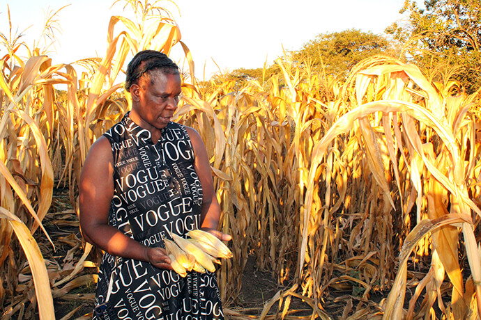 Esnath Arichara cherche du maïs à récolter à la ferme de la mission Nyadire de l'Église Méthodiste Unie. Le directeur de la ferme a déclaré qu'en raison de la sécheresse induite par El Nino, les récoltes étaient une perte totale. La sécheresse a laissé des millions de personnes confrontées à la faim et à la famine au Zimbabwe et les efforts agricoles de l'Église Méthodiste Unie ont également souffert. Photo par Kudzai Chingwe, UM News.