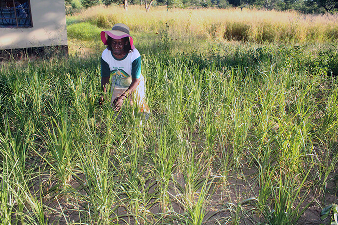 Judith Matema, a teacher at Nyadire Central Primary School at United Methodist Nyadire Mission in Zimbabwe, inspects the finger millet crop she planted in her backyard garden. Despite being a drought-tolerant crop, the millet did not fare well this planting season. Photo by Kudzai Chingwe, UM News.