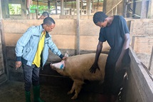 Elie Etako Wembo, coordinator of the Yambasu Agriculture Initiative in the East Congo Episcopal Area, and Omanga Sebastien, a zoo technician, inspect a pig with an injured ear at a United Methodist farm funded by the initiative near Kindu, Congo. The United Methodist Board of Global Ministries program has financed the construction of two buildings for pig farming, which can accommodate up to 300 animals. Photo by Chadrack Tambwe Londe, UM News. Elie Etako Wembo, coordinator of the Yambasu Agriculture Initiative in the East Congo Episcopal Area, and Omanga Sebastien, a zoo technician, inspect a pig with an injured ear at a United Methodist farm funded by the initiative near Kindu, Congo. The United Methodist Board of Global Ministries program has financed the construction of two buildings for pig farming, which can accommodate up to 300 animals. Photo by Chadrack Tambwe Londe, UM News.